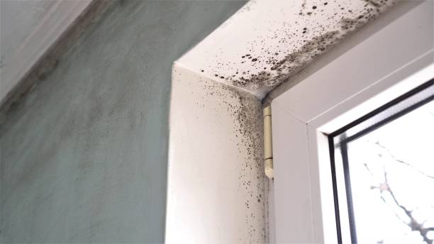 Best Residential Mold Remediation in Choudrant, LA