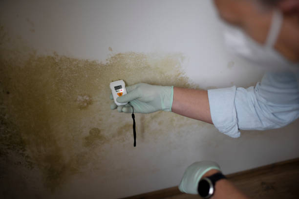 Best Localized Mold Remediation (e.g., coastal areas, humid climates) in Choudrant, LA