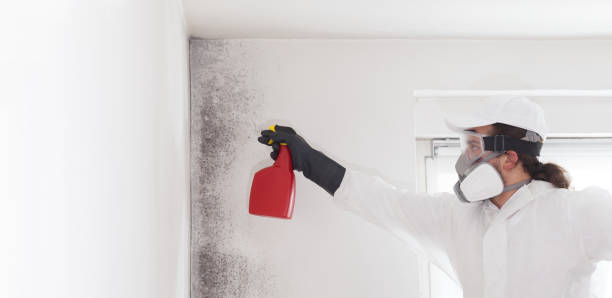 Best Black Mold Remediation in Choudrant, LA