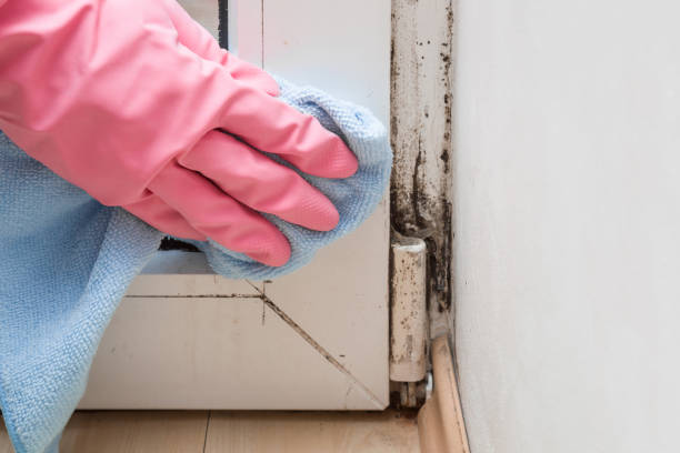 Best Post-Flood Mold Remediation in Choudrant, LA